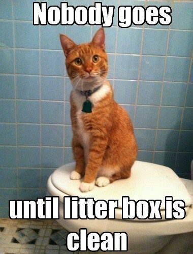 Grab The Shocking Funny Cat Litter Memes Hilarious Pets Pictures