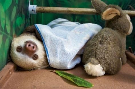Never Go To Bed Angry 26 Invaluable Life Lessons According To Sloths