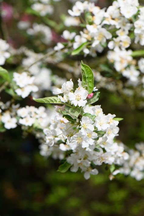 Sargent Crabapple Malus Sargentii White Flowers In The Sun Stock Photo