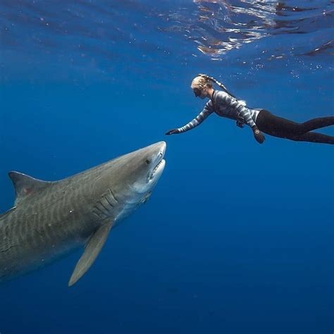 Fighting Alongside Sharks Ocean Ramsey Staiy