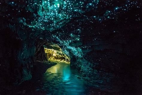 10 Dazzling Glowworm Cave Images Fontica Blog