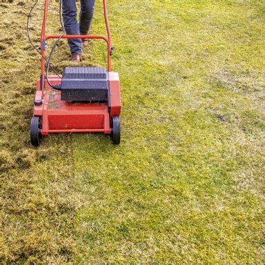 Dethatching can really help when. Overseeding St. Augustine With Bermuda: What You Need To ...