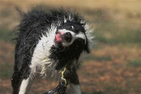 Art Sci Funny Pictures Of Dogs Shaking Off Water