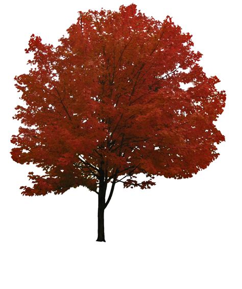 Tree Autumn Png Image Purepng Free Transparent Cc0 Png Image Library