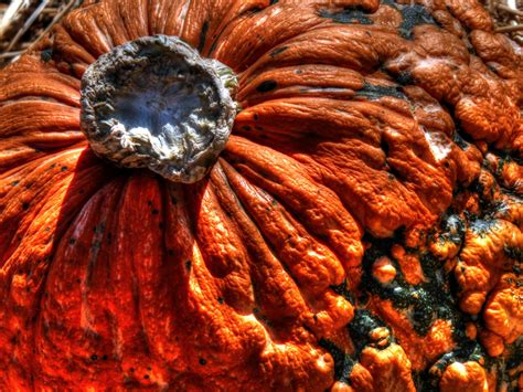 Textured Pumpkin Free Stock Photo Public Domain Pictures