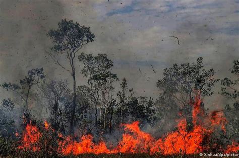Denuncian A Bolsonaro Ante La Cpi Por Deforestación De Amazonía La