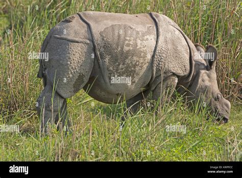 Baby Indian Rhino In The Grassland Stock Photo Alamy
