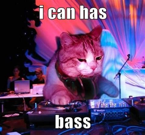 DJ Cat Says Don T Be Afraid Of The Bass Cats Funny Cat Pictures