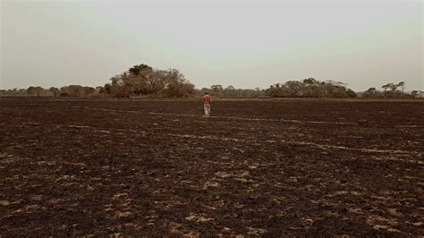 Cientistas Brasileiros Publicam Carta De Alerta Sobre Os Riscos Que A Biodiversidade E A