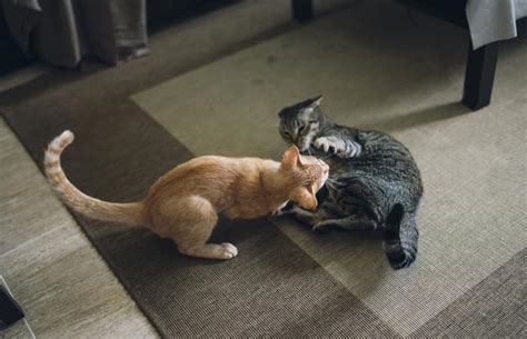 Funny Videos Of Cats Fighting LoveToKnow