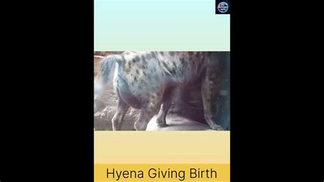 Female Hyena Giving Birth How Does A Hyena Give Birth Facts Short Hyena Ms