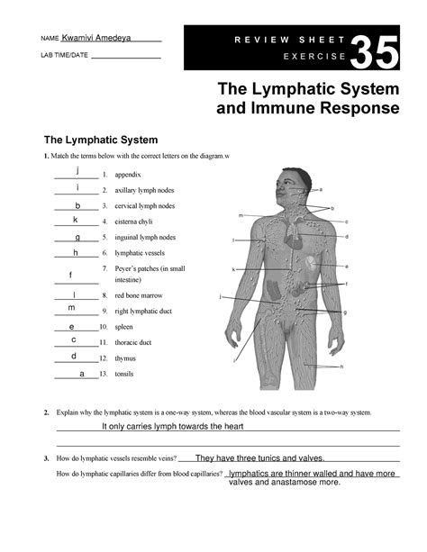Art Labeling Activity Overview Of The Lymphatic System Printable Form