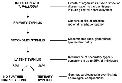 Stages Of Syphilis Uct Pathology Learning Centre