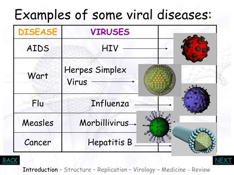 Ppt Viruses Powerpoint Presentation Free Download Id6953706