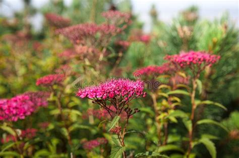 Check spelling or type a new query. Blooming Japanese Spiraea In The Summer Garden Stock Photo ...