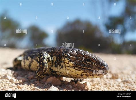 Shingleback Lizard In South Australia Australia Stock Photo Alamy