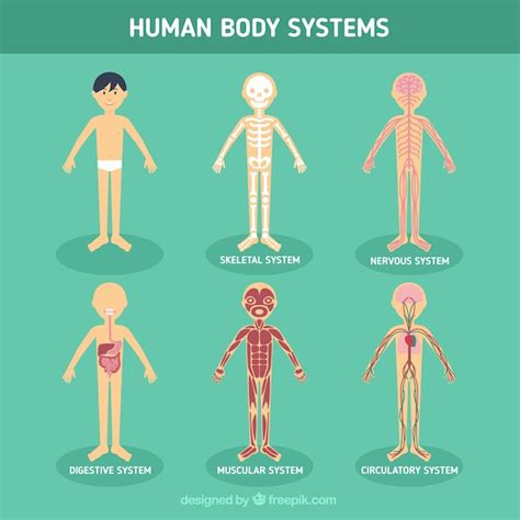 Diagram Showing Human Body Systems Stock Vector