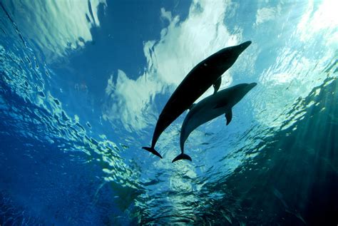 Two Dolphins Under Body Of Water Hd Wallpaper Wallpaper Flare