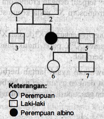 Perhatikan Peta Silsilah Hemofilia Berikut Ini Berdas Vrogue Co