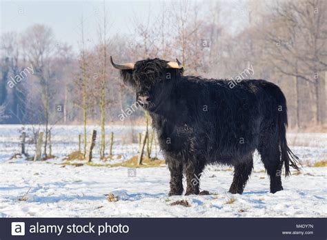 Black Scottish Highlander Cow In Winter Snow Stock Photo Alamy