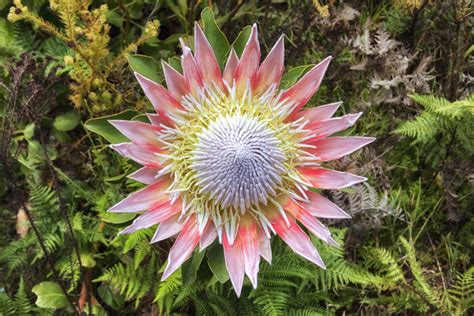 Plant stand staggering flowers that stand for strength images. Protea Flower Meaning - Flower Meaning