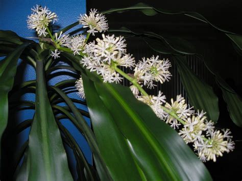 Learn How To Care For A Dracaena Corn Plant So It Blooms