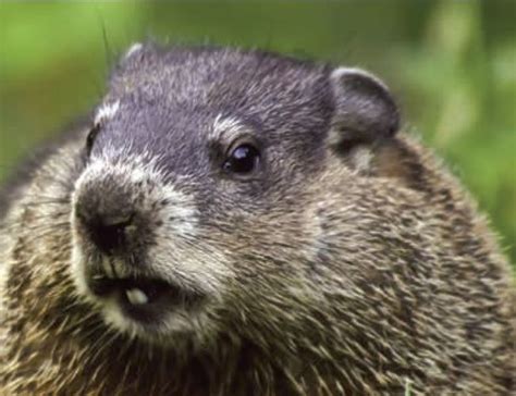 The Second Month, The Second Day: Groundhog Day