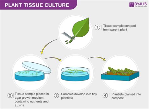 Plant Tissue Culture Types Techniques Process And Its Uses