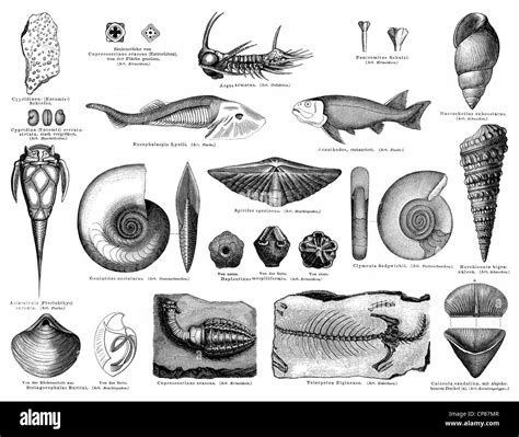 Devonian Period Fossils