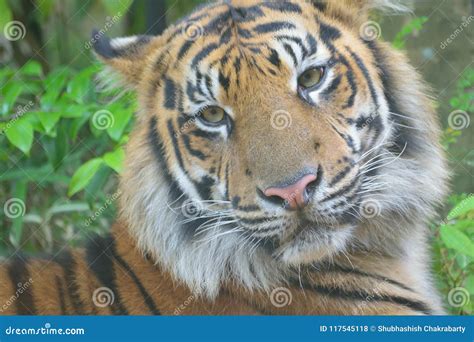 Closeup Portrait Of Sumatra Tiger Stock Photo Image Of Hunter