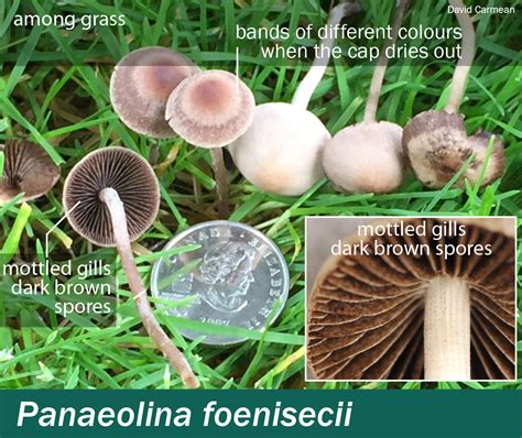Panaeolina Foenisecii Mushrooms Up Edible And Poisonous Species Of