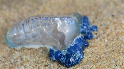 Northern Beaches Awash With Bluebottles The Cairns Post