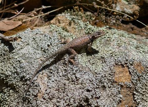 What Lizards Are There In Arizona 20 Common Species With Photos