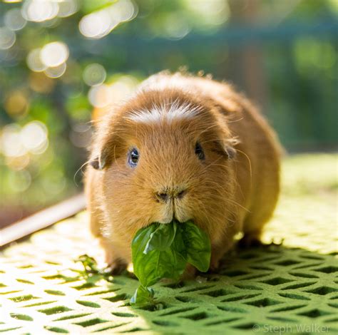 Healthy Treats For Guinea Pigs Small Pet Select