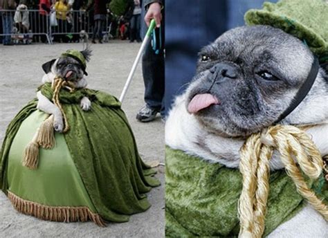 29 Reasons Why Pugs Are Better Than Beyonce