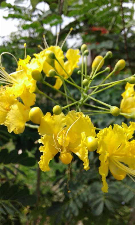 caesalpinia pulcherrima peacock flower pride of barbados yellow seeds del mundo