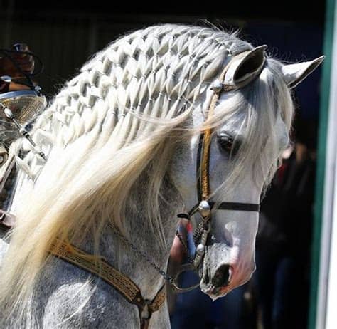 I hope i have inspired you to have a go at the wonderful art of the horsehair must be cleaned, bagged and named. Collection of Andalusian Horse Mane Braided | Dapple Grey ...