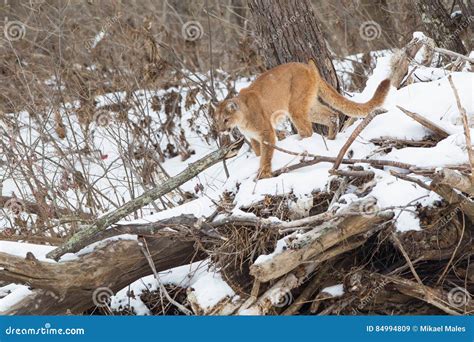 Mountain Lion Looking For Prey Stock Image Image Of Winter Prey