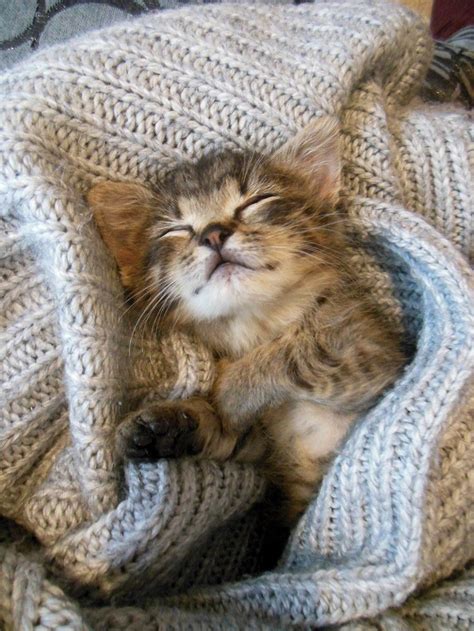 Darling Kitten Snuggled In A Sweater Or Blanket Fast Asleep
