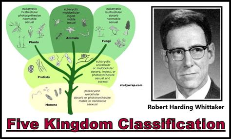 Five Kingdom Classification Of Organisms Study Wrap