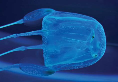 Box Jellyfish Cubozoans Hazardous Marine Life Dan