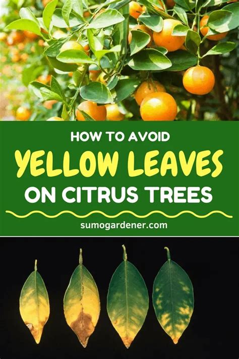 Citrus And Lemon Tree Leaves Yellowing How To Treat And Prevent