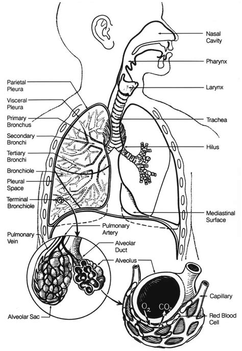 Diagram Of The Respiratory System Human Respiratory System