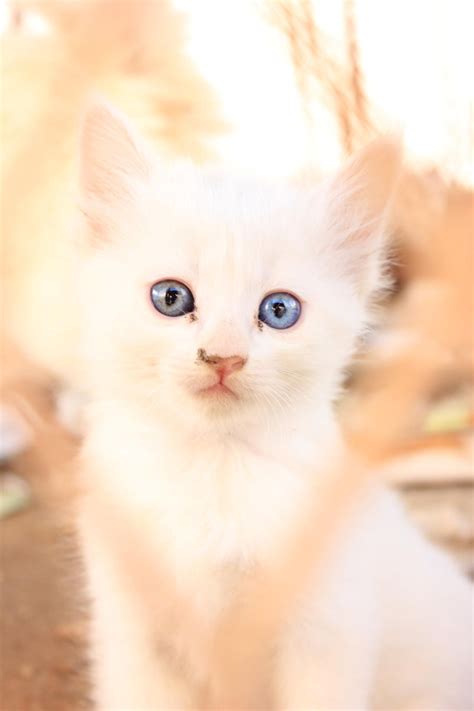 Fluffy Baby White Blue Eye Cute Cats Dogs And Cats Wallpaper
