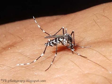 Asian Tiger Mosquito Nature Cultural And Travel Photography Blog