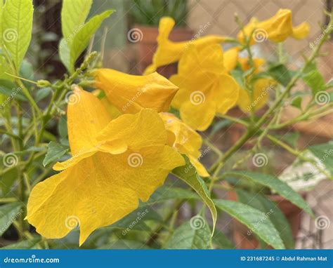 Yellow Tacoma Flowers Stock Image Image Of Tacoma 231687245