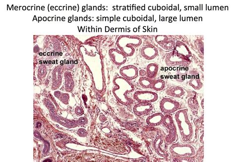 Skin Merocrine And Apocrine Sweat Glands Histology Sweat Gland