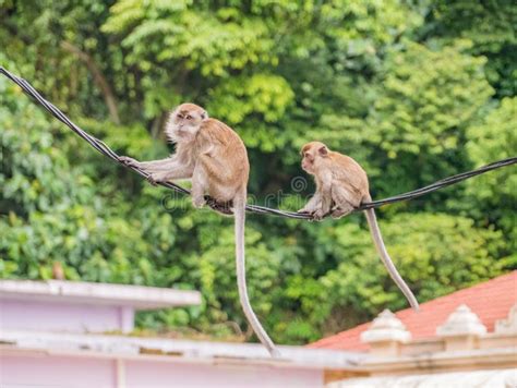 Two Cute Monkey Hanging On Cable In Batu Caves Malaysia Stock Image