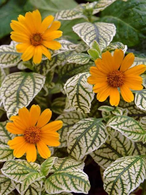 Heliopsis Sunburst Bluestone Perennials In 2020 Flowers That