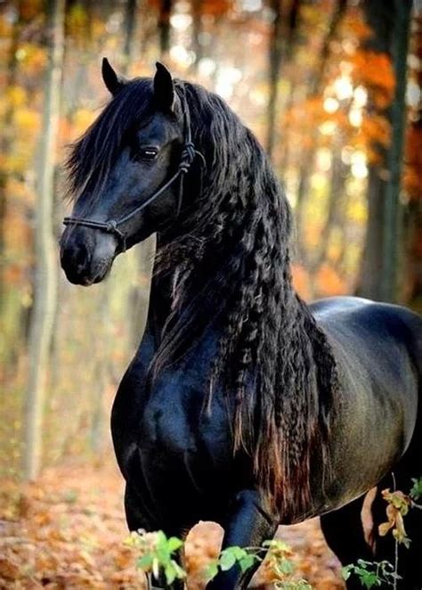 Black Beauty Most Beautiful Horses All The Pretty Horses Animals